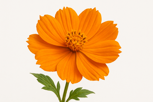 orange flower